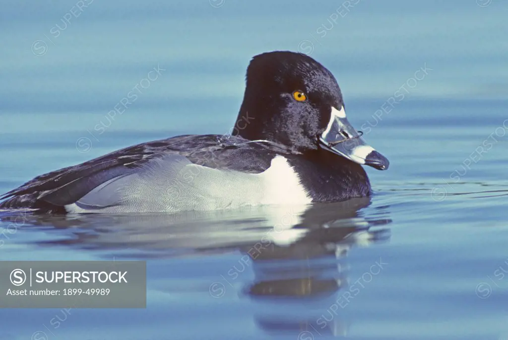 Wild male ring-necked duck with a fishhook lodged in its bill.  Pond in Tucson, Arizona, USA.