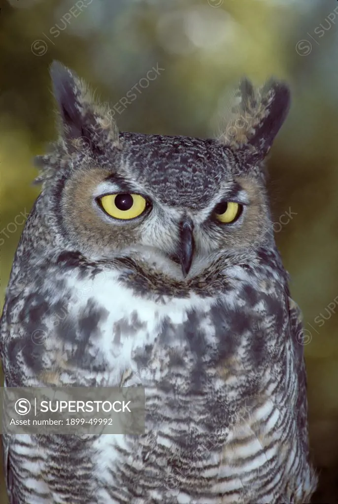 Great horned owl. Bubo virginianus. Arizona-Sonora Desert Museum, Tucson, Arizona, USA. Photographed under controlled conditions