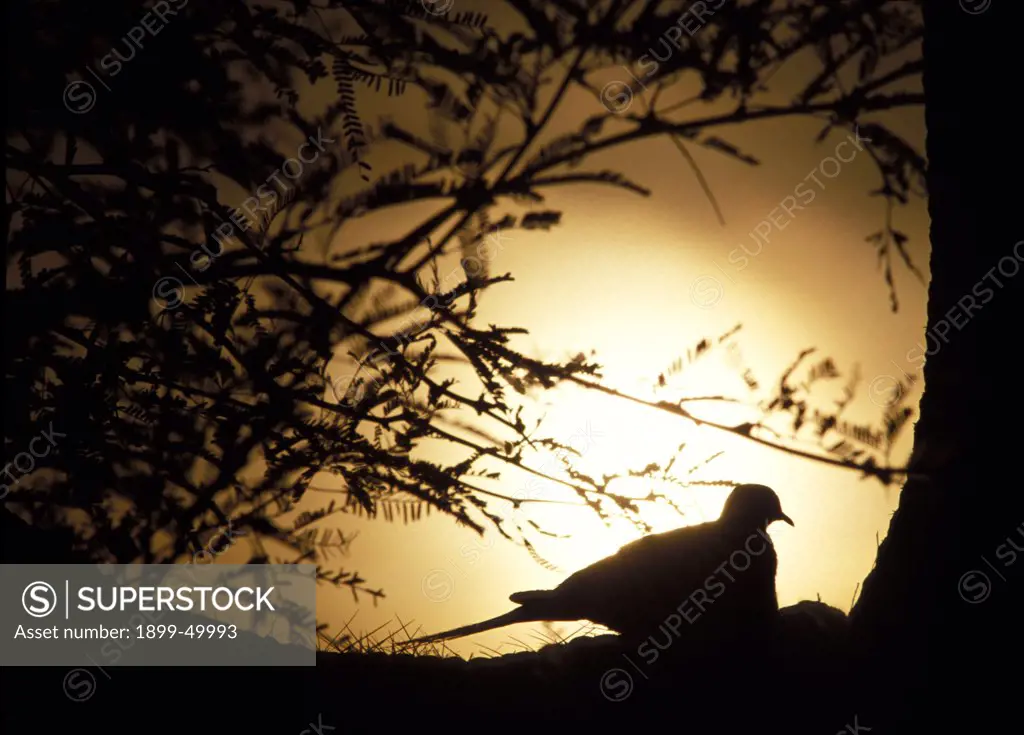 Mourning dove nesting on the arm of a saguaro cactus with a mesquite tree in the background, silhouetted by the setting sun in the Sonoran Desert. Zenaida macroura.  Tucson Mountains, Tucson, Arizona, USA.