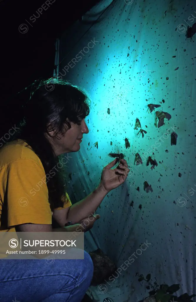 Field biologist Darlyne Murawski (summer 1996) attracts moths and other insects to a sheet lit by a mercury vapor lamp.  Santa Rita Mountains, southern Arizona, USA.