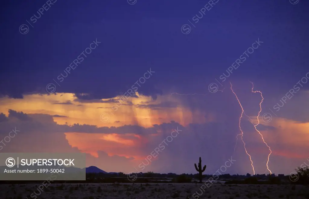 Two cloud-to-ground lightning strikes in a rain curtain at sunset in Avra Valley, silhouetting a lone saguaro cactus in the Sonoran Desert.  Tucson, Arizona, USA.