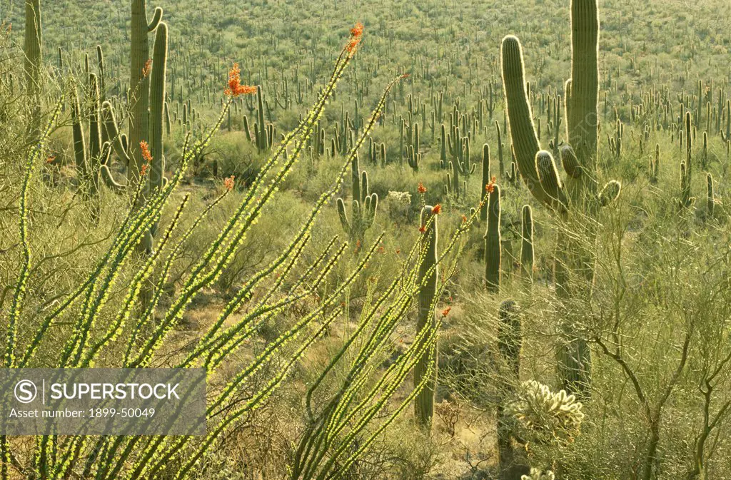 Spring in the Arizona Upland region of the Sonoran Desert, a saguaro-palo verde plant community. Flowering ocotillo. Carnegiea gigantea; Fouquieria splendens; Cercidium microphyllum.  Saguaro National Park West, Tucson Mountains, Tucson, Arizona, USA.
