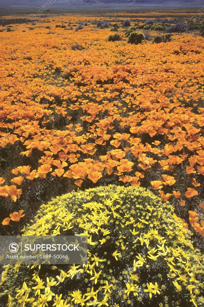 Springtime show of Mojave Desert wildflowers: golden bush and a field of California poppies. Eschscholtzia californica and Haplopappus species.  Antelope Valley, California, USA.