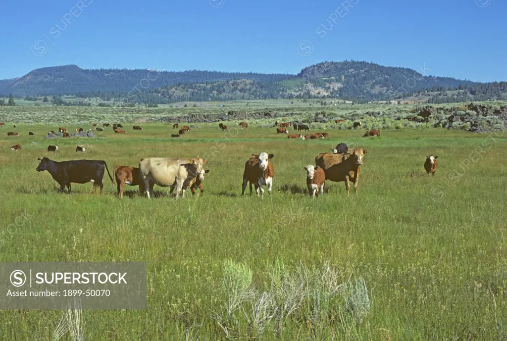Cattle grazing in lush East Sierra Nevada mountain meadow. Bos taurus. Synonyms include Bos primigenius taurus, Bos primigenius indicus, Bos primigenius primigenius. Owens Valley, California, USA.