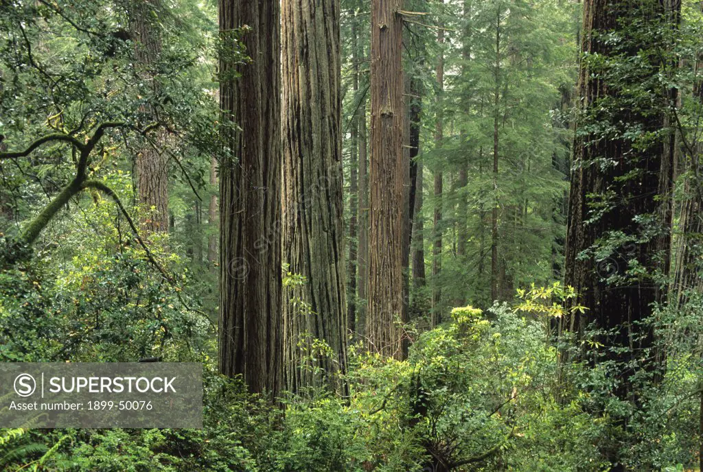 Old-growth coast redwood forest. Sequoia sempervirens.  Prairie Creek Redwoods State Park, California, USA.