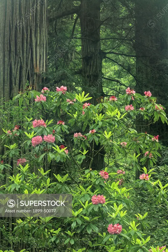 Pacific Rhododendron flowering within a forest of redwood trees. Rhododendron macrophyllum. Prairie Creek Redwoods State Park, California, USA.