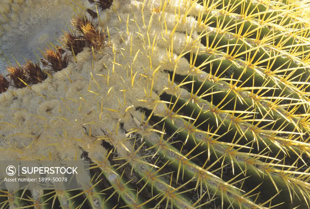 Golden barrel cactus, a successfully cultivated species that is nearing extinction in the wild because of habitat destruction and illegal collecting. Echinocactus grusonii. Native to the Chihuahuan Desert of Queretaro, Mexico. Huntington Botanical Gardens, San Marino, California, USA.