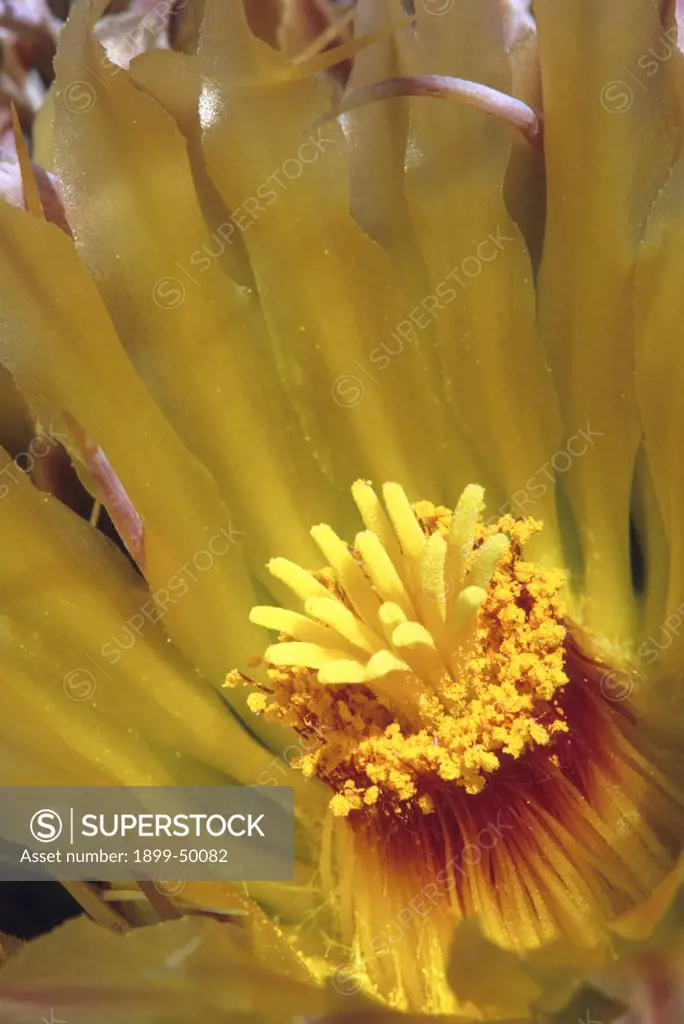 Spiny barrel cactus flower. Ferocactus cylindraceus. Synonym: Ferocactus acanthodes.  Lower Colorado Region of Sonoran Desert, Anza-Borrego State Park, California, USA.