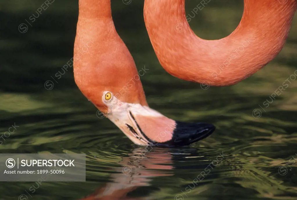 American flamingo filter-feeding. Phoenicopterus ruber.  Sarasota Jungle Gardens, Sarasota, Florida, USA. Photographed under controlled conditions