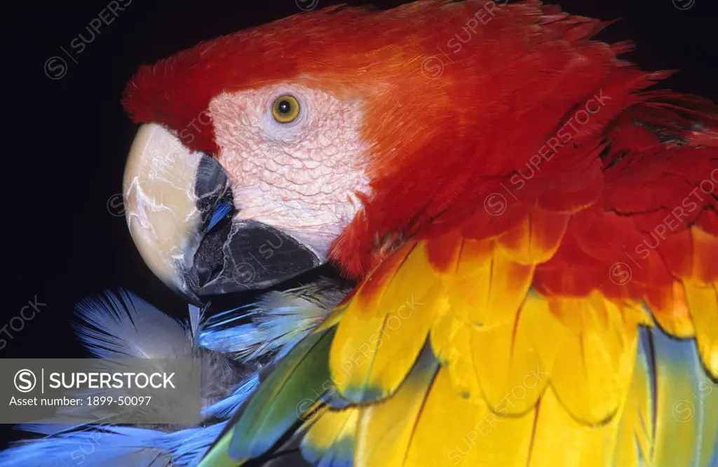 Pet scarlet macaw preening. Ara macao. Native to tropical and subtropical woodlands of northern South America, Central America, and southern Mexico. Captive animal in Florida, USA. Photographed under controlled conditions  Direct Stock CD 1997