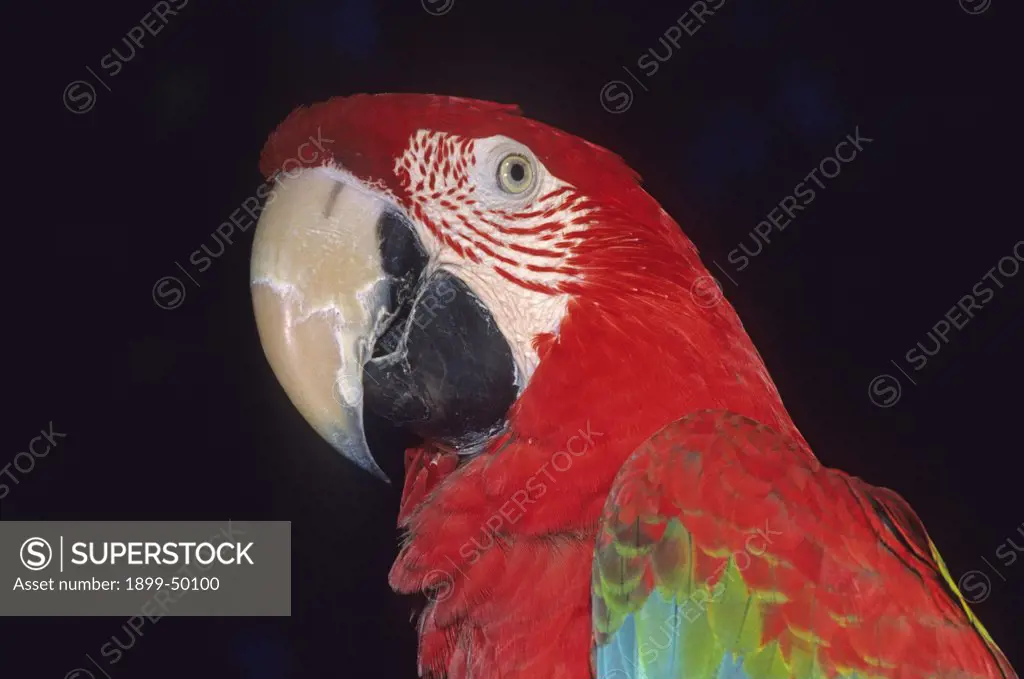 Green-winged macaw, also known as the red-and-green macaw and the crimson macaw. Ara chloroptera. This species is native to the tropics of Panama, Trinidad, and South America as far south as Argentina.  Sarasota Jungle Garden, Sarasota, Florida, USA. Photographed under controlled conditions