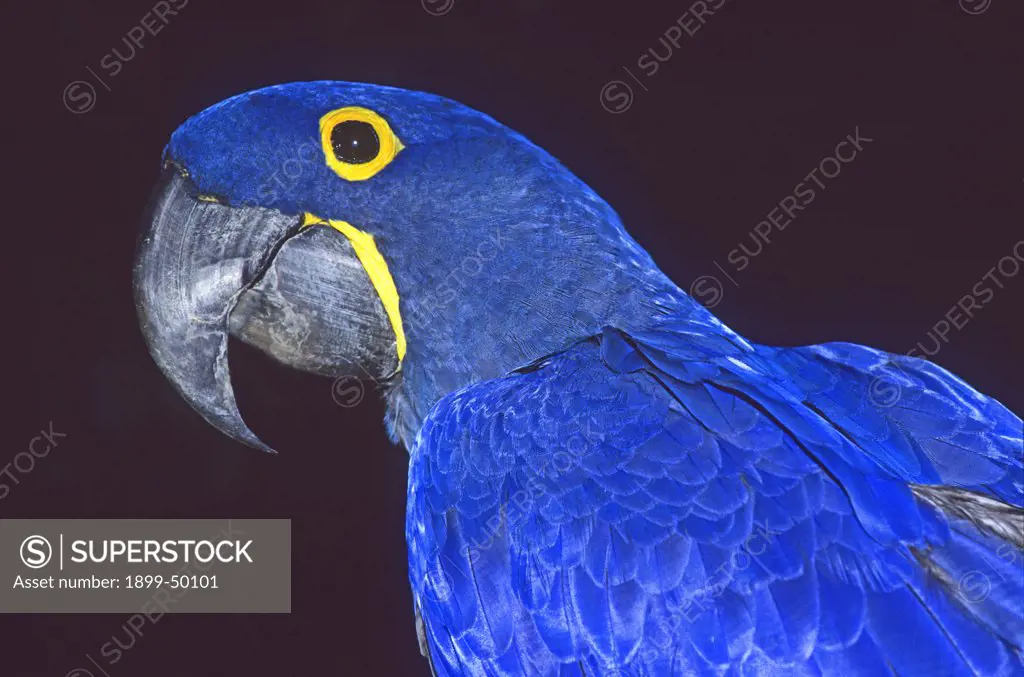 Captive hyacinth macaw, an Endangered species and the largest macaw. Anodorhynchus hyacinthinus. Native to subtropical and tropical forests and grasslands of Brazil and small neighboring regions of Bolivia and Paraguay. Sarasota Jungle Garden, Sarasota, Florida, USA. Photographed under controlled conditions