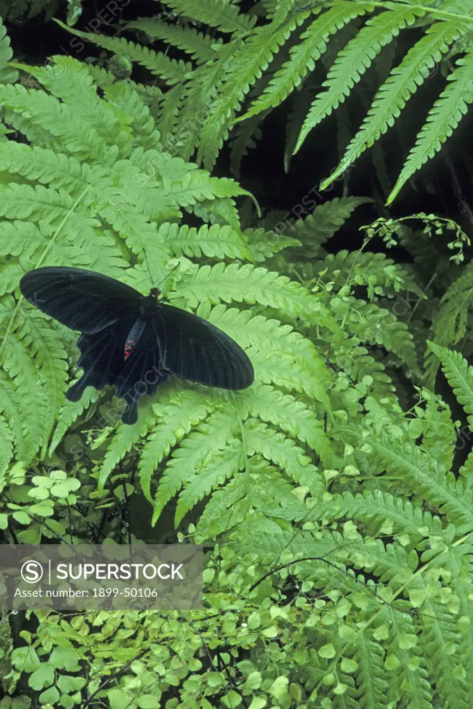 Chinese peacock swallowtail butterfly among ferns. Papilio bianor. Native to southeastern China, southern Korea, and Japan. Wings of Wonder Butterfly Conservatory, Cypress Gardens, Florida, USA. Photographed under controlled conditions