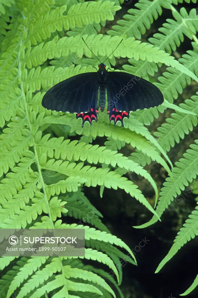 Red-spotted cattleheart butterfly, a poisonous species, resting on a fern frond. Parides photinus. Native from Mexico to Costa Rica. Wings of Wonder Butterfly Conservatory, Cypress Gardens, Florida, USA. Photographed under controlled conditions