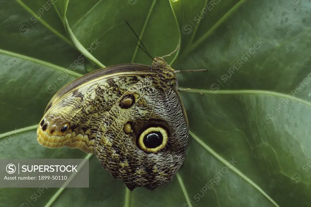 Giant owl butterfly resting on a tropical leaf. Caligo memnon. Native to Central America and South America.  Wings of Wonder butterfly conservatory, Cypress Gardens, Winter Haven, Florida, USA. Photographed under controlled conditions