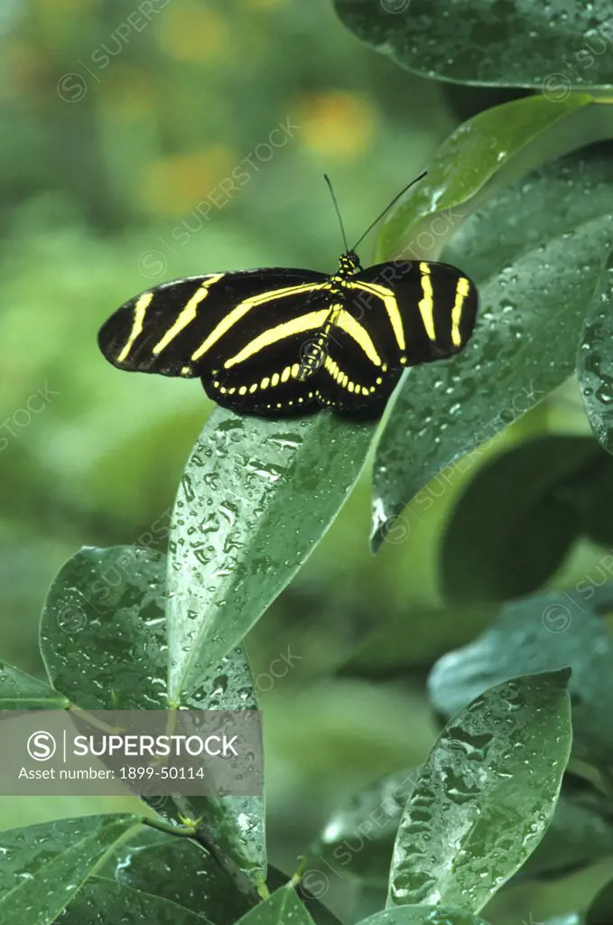 Zebra butterfly resting on wet leaves. Heliconius charithonius. This species is native to southern parts of the USA and ranges south through Mexico, Central America, northern South America, and islands of the Caribbean region. Wings of Wonder Butterfly Conservatory, Cypress Gardens, Florida, USA. Photographed under controlled conditions