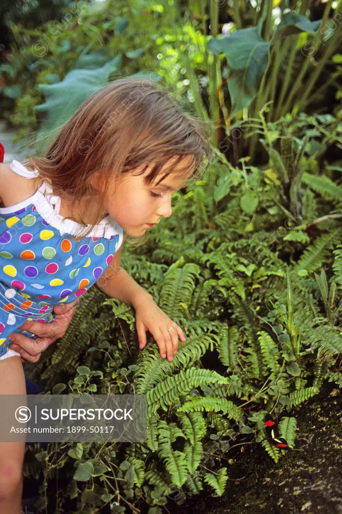 Child watches a red postman butterfly in a butterfly house. Heliconius erato. Wings of Wonder Butterfly Conservatory, Cypress Gardens, Florida, USA. October 1993. Photographed under controlled conditions