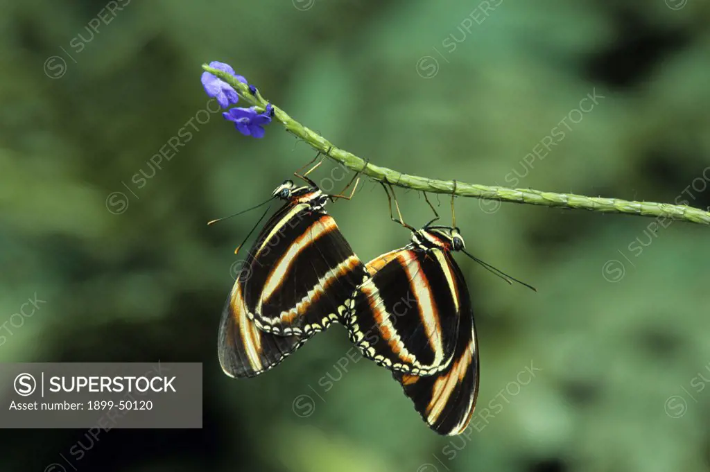 Mating pair of banded orange longwing butterflies. Dryadula phaetusa. Native to neotropics of Brazil to Central Mexico. Wings of Wonder butterfly conservatory, Cypress Gardens, Florida, USA. Photographed under controlled conditions