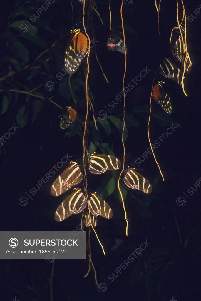 Nighttime assemblage of sleeping tiger longwing and zebra longwing butterflies clinging to aerial roots, a communal roosting site. Heliconius hecale, Heliconius charitonius. Wings of Wonder Butterfly Conservatory, Cypress Gardens, Florida, USA. Photographed under controlled conditions