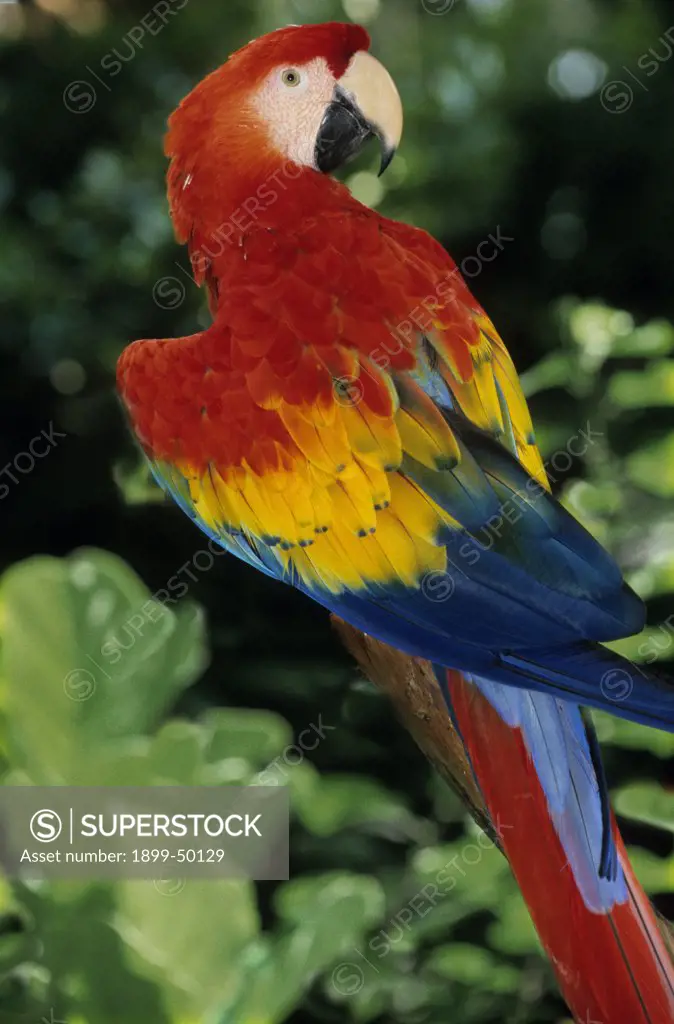 Scarlet macaw. Ara macao. Native to tropical and subtropical woodlands of northern South America, Central America, and southern Mexico. Sarasota Jungle Garden, Sarasota, Florida, USA. Photographed under controlled conditions