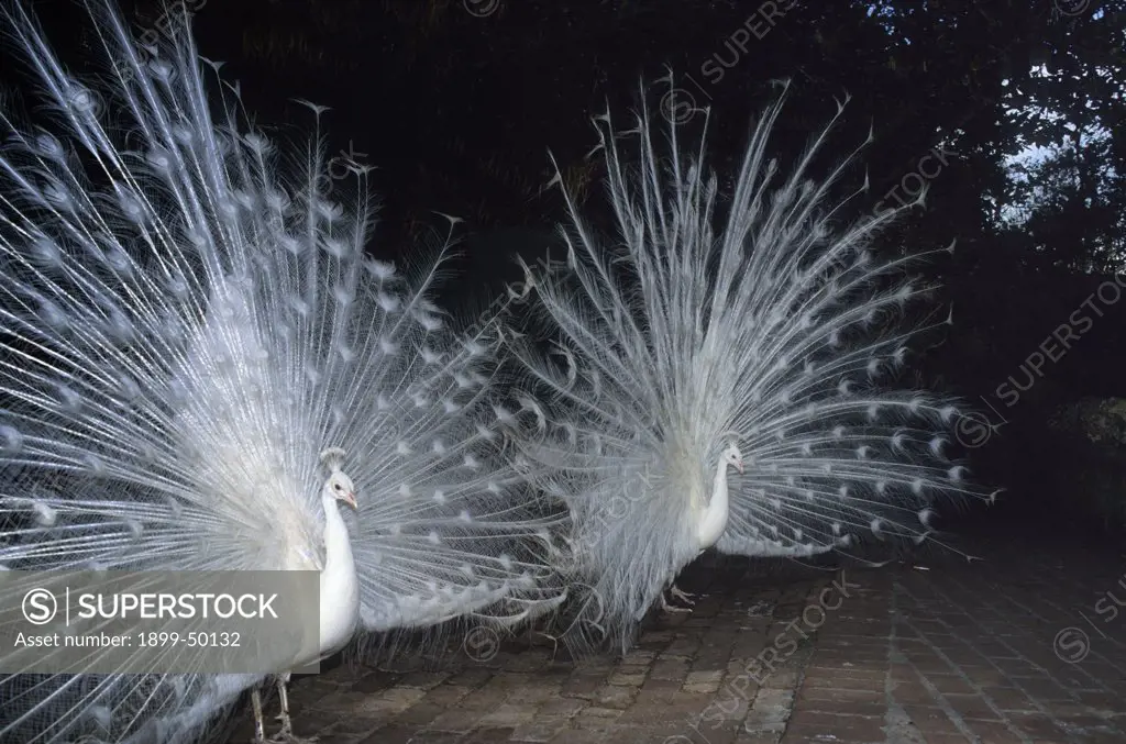 Pair of white peacocks in full courtship display. Pavo cristatus. This white peacock is a race of the more common Indian blue peafowl. Sarasota Jungle Garden, Sarasota, Florida, USA. Photographed under controlled conditions