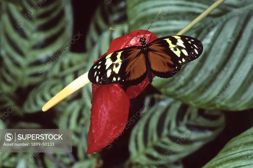 Tiger longwing butterfly resting on a red Anthurium. Heliconius hecale. Native to the West Indies, Mexico, and south to northern South America. Wings of Wonder butterfly conservatory, Cypress Gardens, Winter Haven, Florida, USA. Photographed under controlled conditions