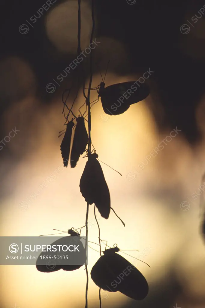 Nighttime assemblage of sleeping longwing butterflies clinging to aerial roots, a communal roosting site, silhouetted by the setting sun. Heliconius species.  Wings of Wonder Butterfly Conservatory, Cypress Gardens, Florida, USA. Photographed under controlled conditions