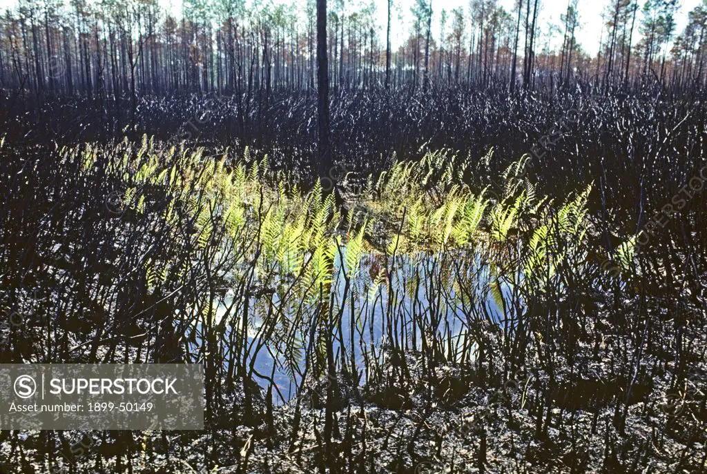 Regrowth of bracken ferns in Okefenokee Swamp after a fire. Pteridium species.  Okefenokee Swamp, southeastern Georgia, USA.