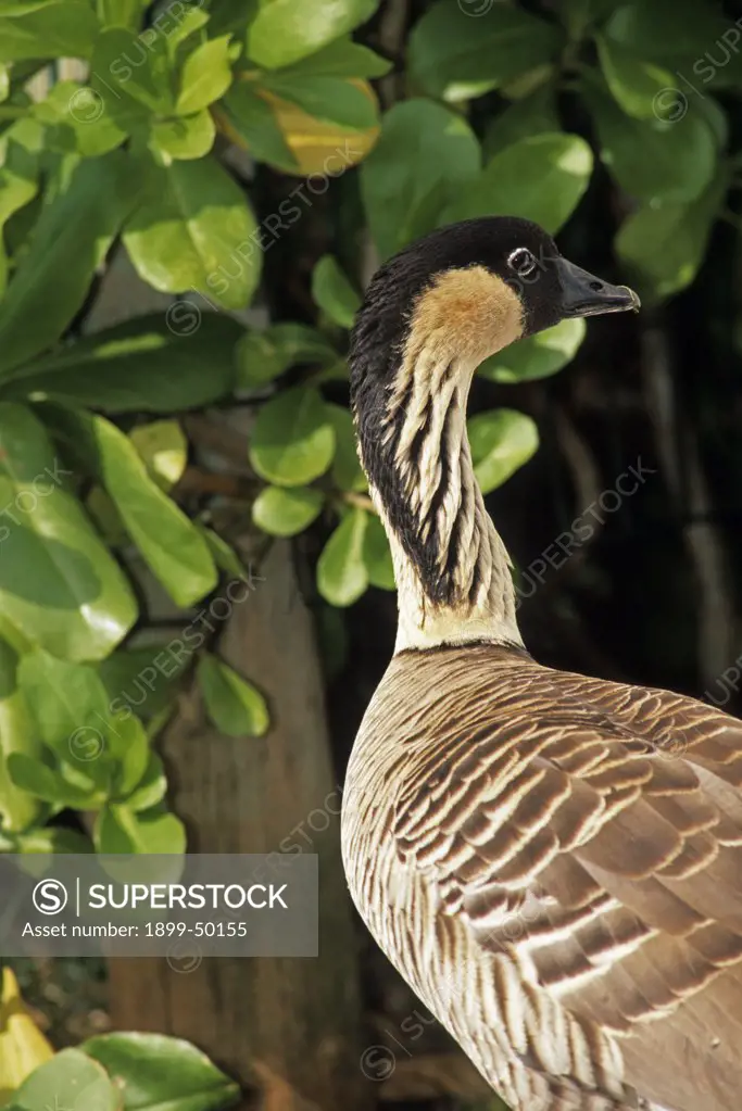 Hawaii's State Bird, the Hawaiian goose, also known as the nene, is a Threatened species. Branta sandvicensis, also known as Nesochen sandvicensis. Endemic to the Hawaiian islands. Kilauea Point National Wildlife Refuge, Kauai, Hawaii, USA.