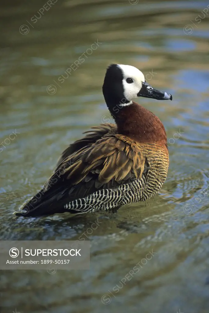 White-faced tree duck. Dendrocygna viduata. On hotel grounds, Kauai, Hawaii, USA. Photographed under controlled conditions