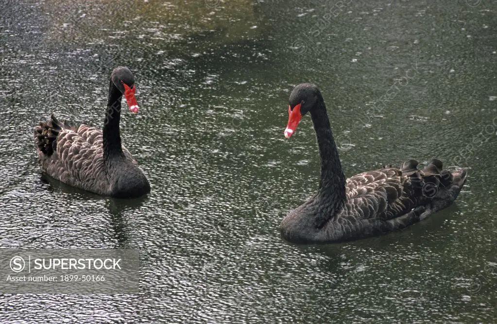 Pair of black swans in the rain. Cygnus atratus. Species native to Australia and the official state emblem of Western Australia. On hotel grounds, Kauai, Hawaii, USA. Photographed under controlled conditions