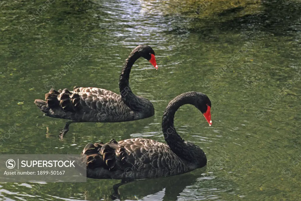 Pair of black swans. Cygnus atratus. Species native to Australia and the official state emblem of Western Australia. On hotel grounds, Kauai, Hawaii, USA. Photographed under controlled conditions