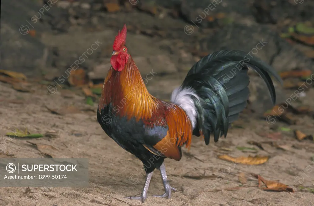 Rooster of red junglefowl, ancestor to modern domesticated chicken. Gallus gallus. Introduced wild population established on the island of Kauai. Kauai, Hawaii, USA.
