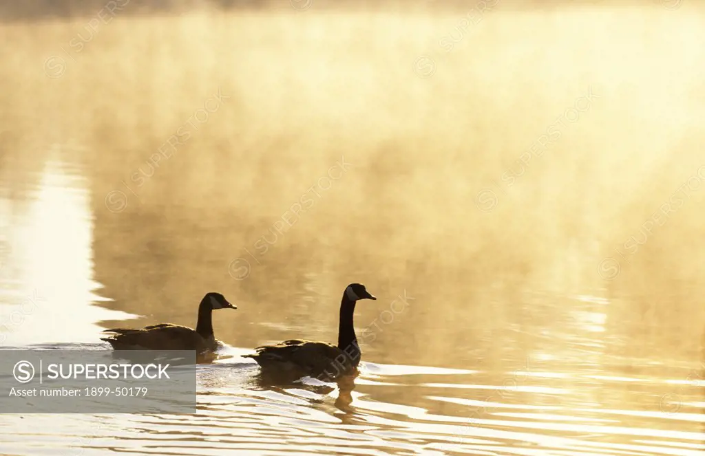 Pair of Canada geese on a misty pond at sunrise. Branta canadensis.  Bernheim Arboretum and Research Forest, Clermont, Kentucky, USA.
