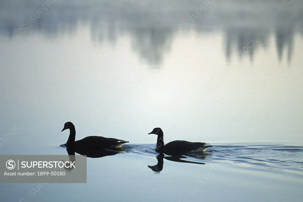 Peaceful pond at dawn with a pair of Canada geese. Branta canadensis. Bernheim Arboretum and Research Forest, Clermont, Kentucky, USA.