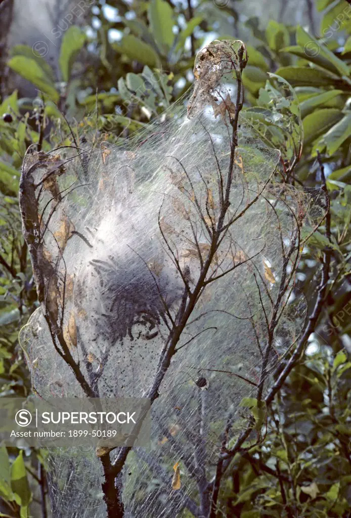 Fall webworm tent caterpillars on cherry tree. Hyphantria cunea (larval). Tree: Prunus species. Appledore Island, Isles of Shoals, Maine, USA.