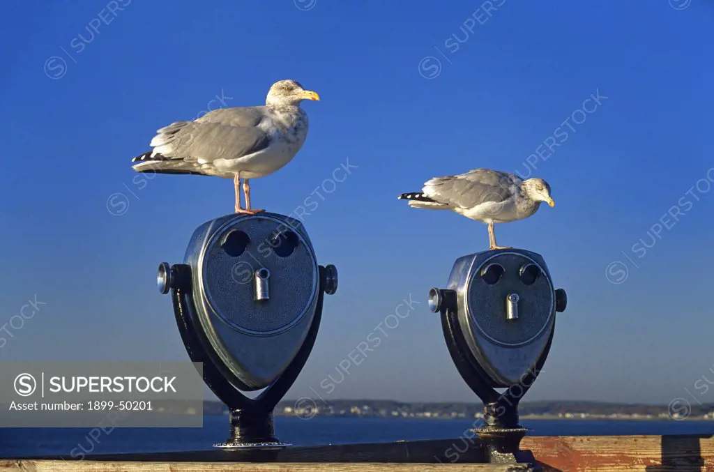 Two herring gulls atop tourist binoculars on the New England coast.  Cape Neddick, Maine, USA.