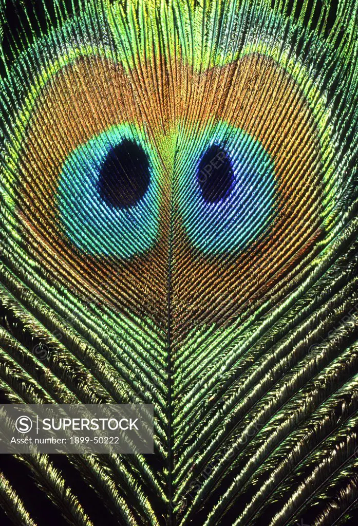 Double-eyed peacock feather, a rare mutation. Pavo species.  Photographed in Arizona. Photographed under controlled conditions