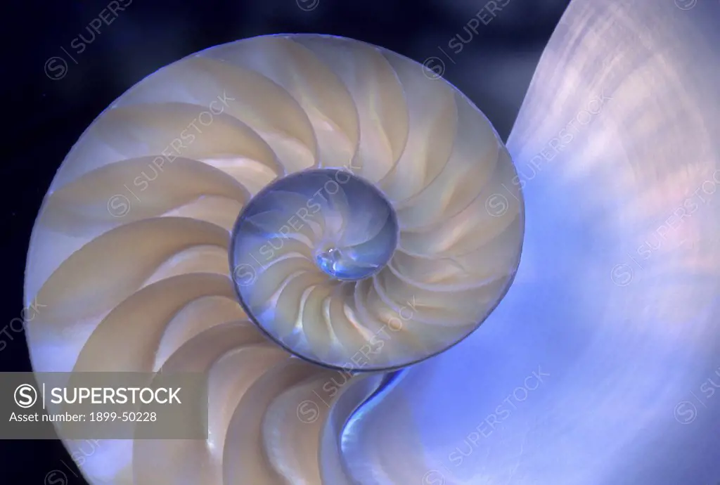 Interior of a pearly nautilus shell, also known as chambered nautilus. Nautilus pompilius.  Native to seas of Indo-Pacific. Photographed under controlled conditions