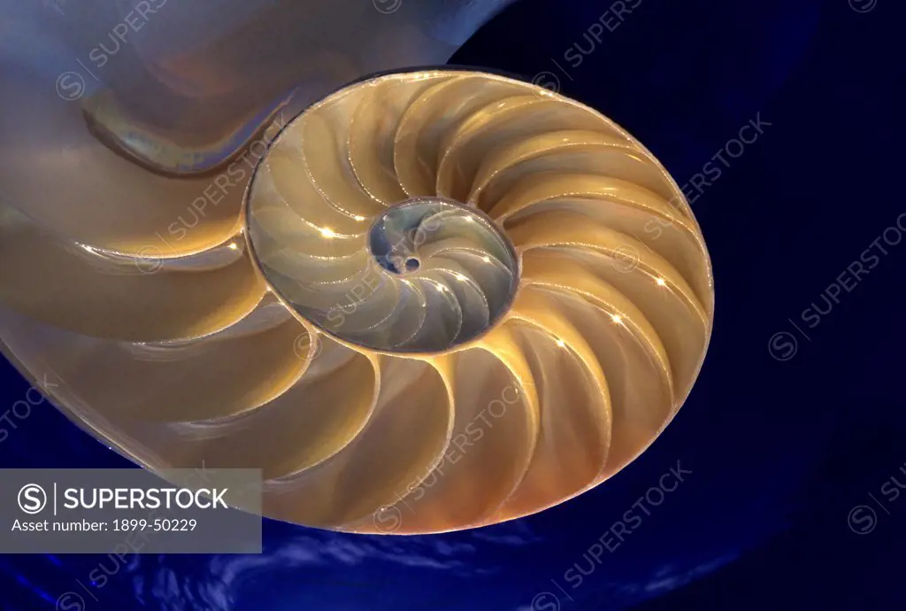 Interior of a pearly nautilus shell, also known as chambered nautilus. Nautilus pompilius. Native to seas of Indo-Pacific. Photographed under controlled conditions