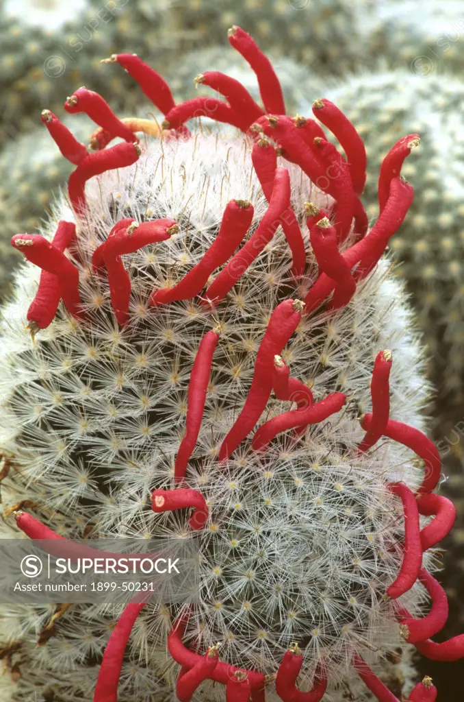 Pincushion cactus with showy ripe tubular fruit. Mammillaria species. Garden in Tucson, Arizona, USA.