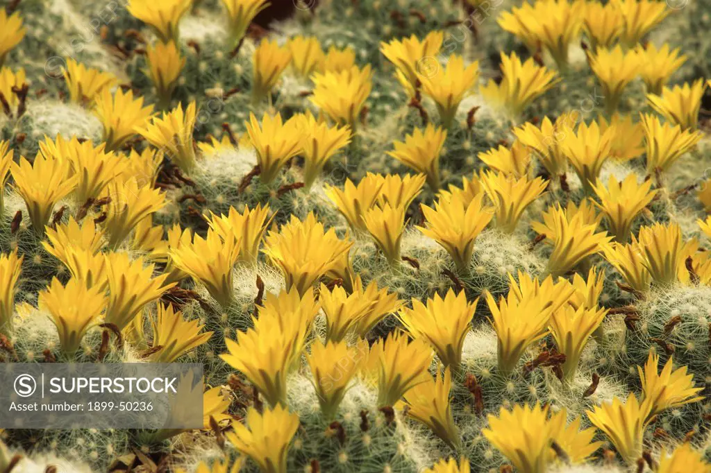 Flowering pincushion cactus. Mammillaria baumii. Native to Tamaulipas, Mexico. Garden in Tucson, Arizona, USA.