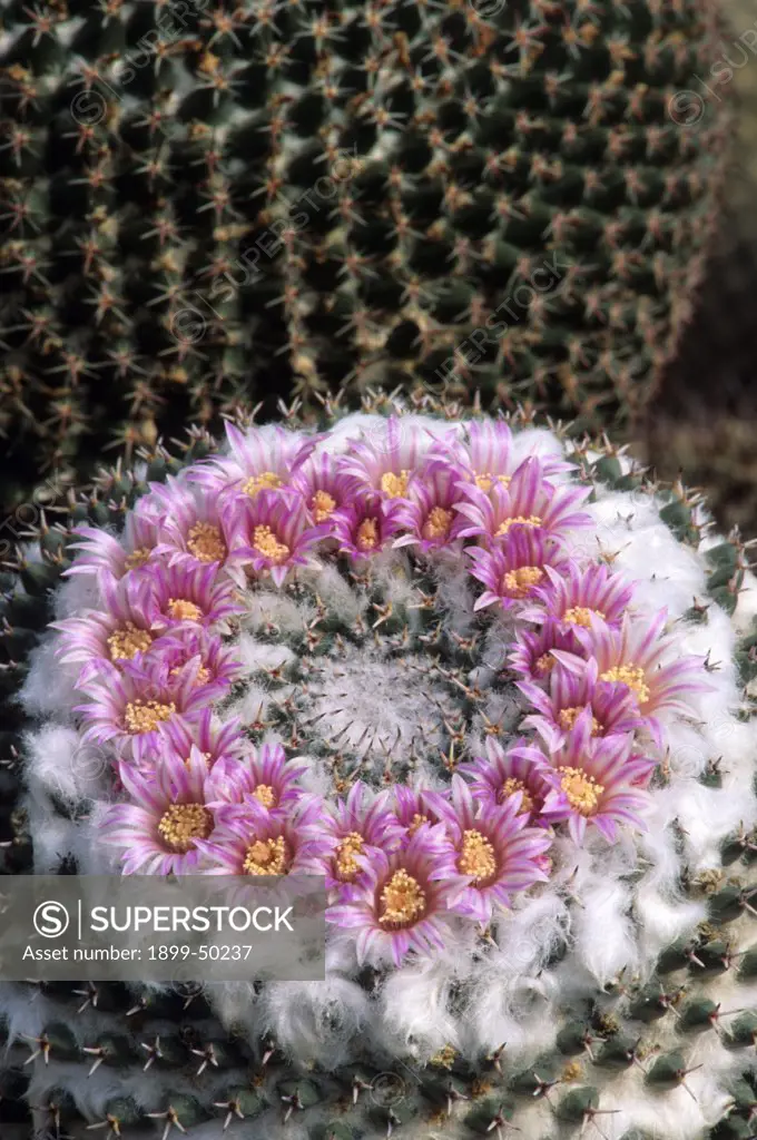 Flowering pincushion cactus. Mammillaria bachmanii. Garden in Tucson, Arizona, USA.