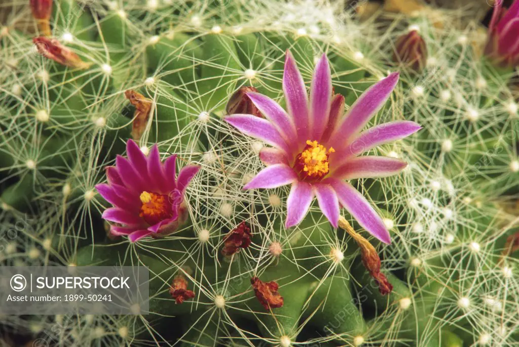 Flowering pincushion cactus. Mammillaria kraehenbuehlii. Native to Oaxaca, Mexico. Garden in Tucson, Arizona, USA.
