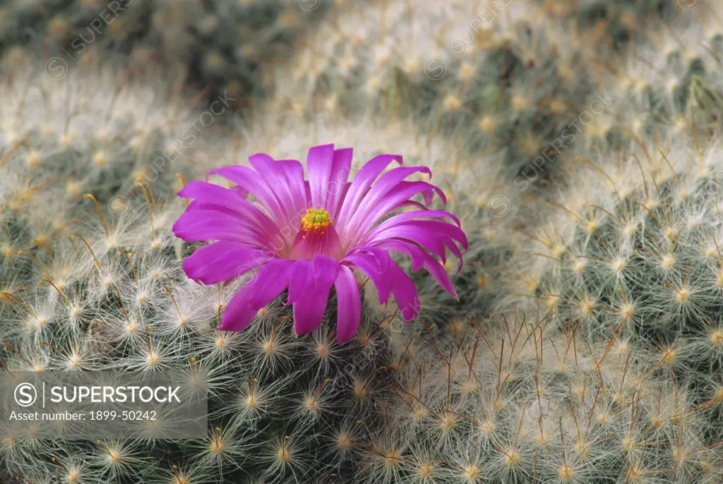 Flowering pincushion cactus. Mammillaria guelzowiana. Native to Durango, Mexico. Garden in Tucson, Arizona, USA.