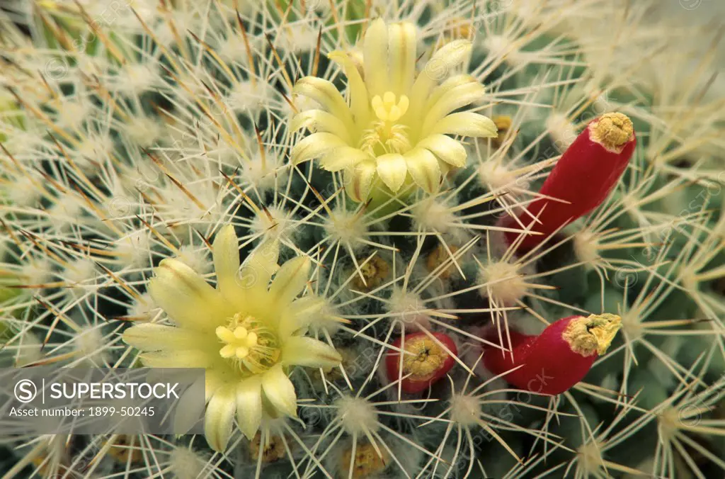 Flowering pincushion cactus with ripe fruit. Mammillaria evermanniana. Endemic to Cerralvo Island, Sea of Cortez, Mexico; Sonoran Desert. Garden in Tucson, Arizona, USA.