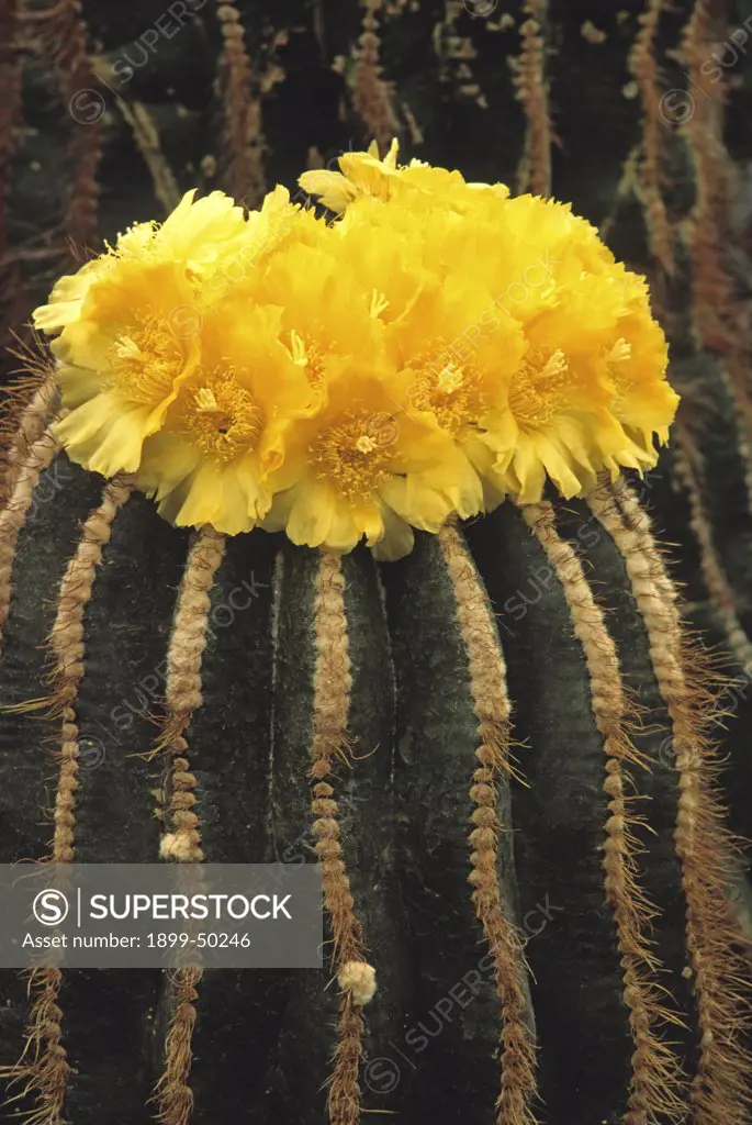 Flowering columnar Parodia cactus. Parodia warasii. Synonyms include Notocactus warasii and Eriocactus warasii. Native to Brazil. Garden in Tucson, Arizona, USA.