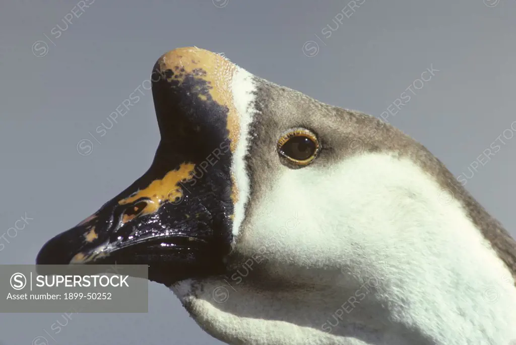 Face of a domestic swan goose, sometimes called a Chinese goose. Anser cygnoides. The wild form of this species lacks the large knob at the base of its bill. Unknown. Photographed under controlled conditions