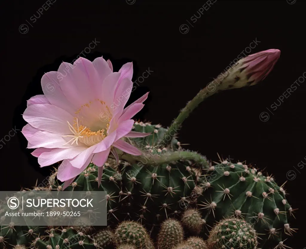Hybrid Easter lily cactus in bloom. Echinopsis hybrid. Genus is native to South America. Garden in Arizona, USA. Photographed under controlled conditions
