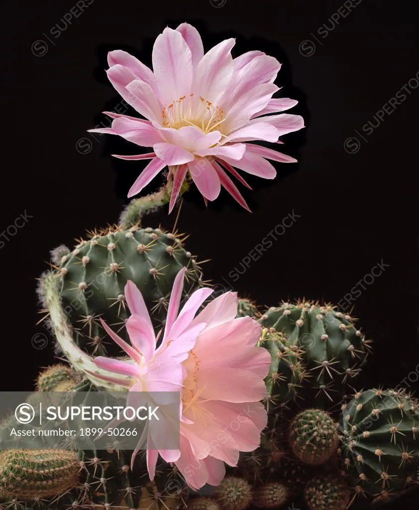 Hybrid Easter lily cactus in bloom. Echinopsis hybrid. Genus is native to South America. Garden, Arizona, USA. Photographed under controlled conditions